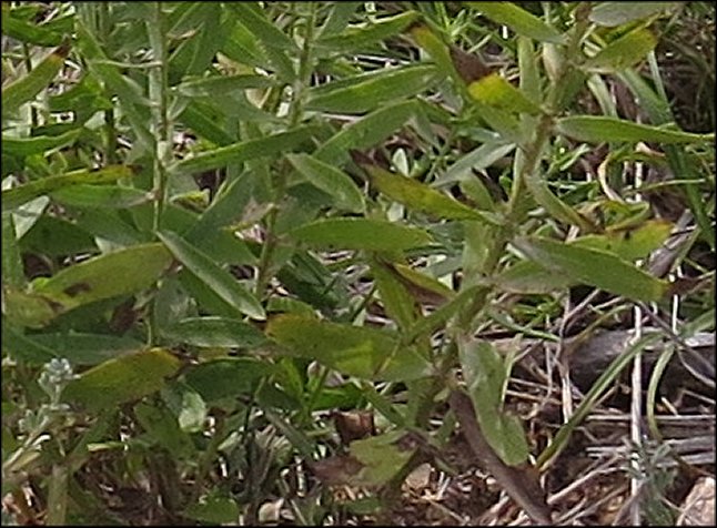 Aster sedifolius 8