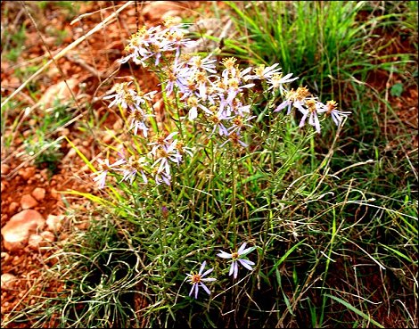 Aster sedifolius 9
