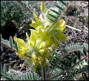 Astragale de Narbonne