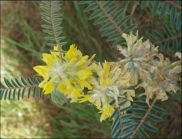 Astragalus alopecuroides 12
