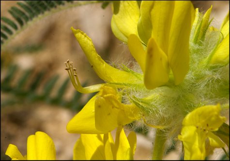 Astragalus alopecuroides 19