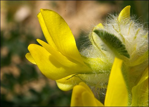 Astragalus alopecuroides 17