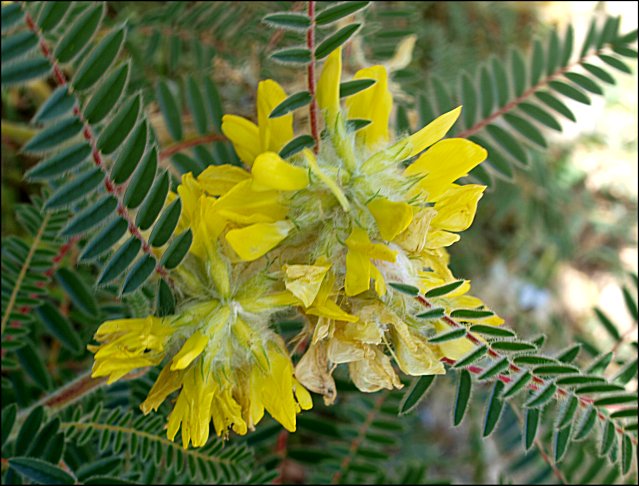 Astragalus alopecuroides 9