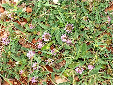 Astragalus glaux 1