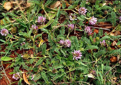 Astragalus glaux 2