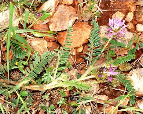 Astragalus glaux 3
