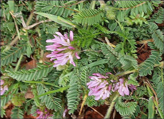 Astragalus glaux 4