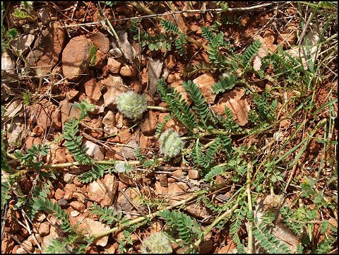 Astragalus glaux 5