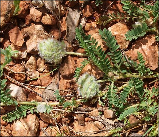Astragalus glaux 6
