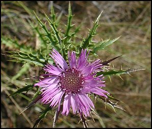 Atractyle humble