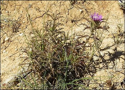 Atractylis humilis 1