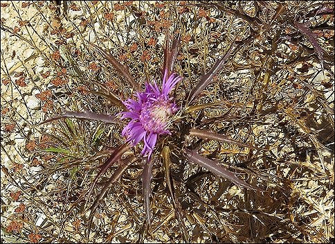 Atractylis humilis 10