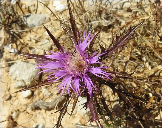 Atractylis humilis 11