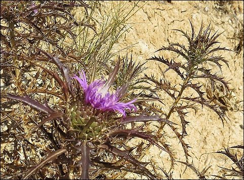 Atractylis humilis 12