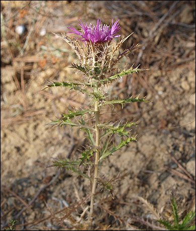 Atractylis humilis 15