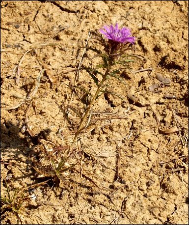 Atractylis humilis 16