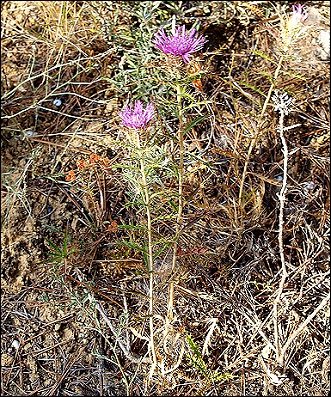 Atractylis humilis 17