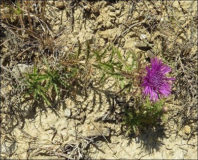 Atractylis humilis 18