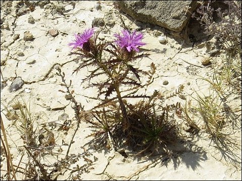 Atractylis humilis 19