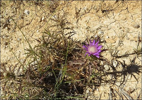 Atractylis humilis 2