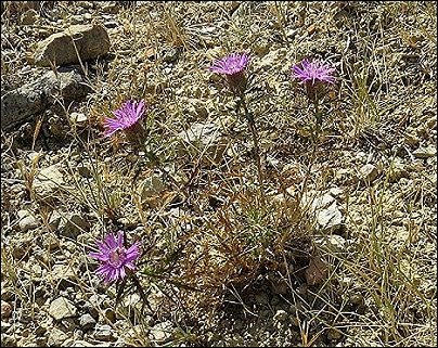 Atractylis humilis 20