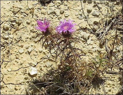 Atractylis humilis 21