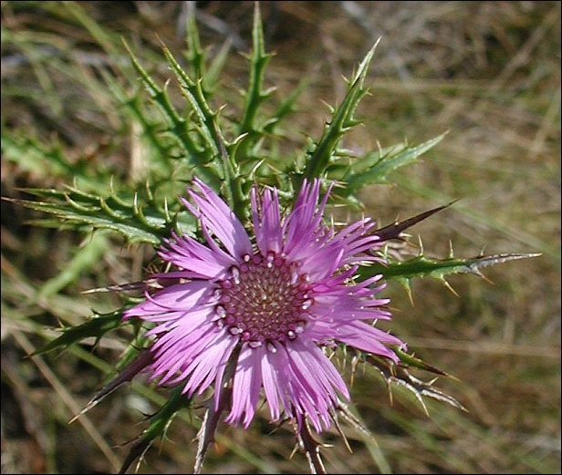 Atractylis humilis 22