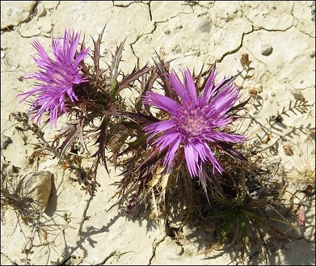 Atractylis humilis 23