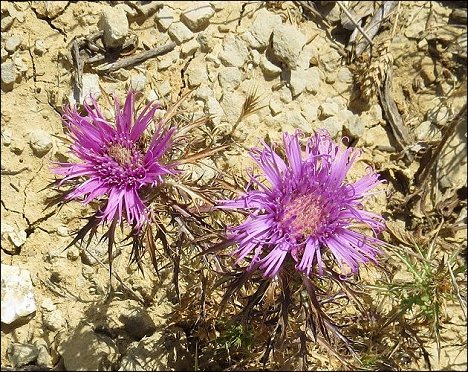 Atractylis humilis 24