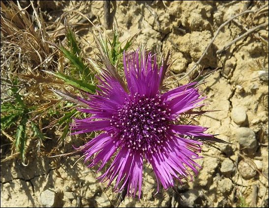 Atractylis humilis 25