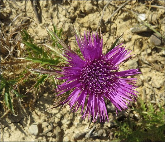Atractylis humilis 26