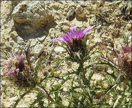 Atractylis humilis 27