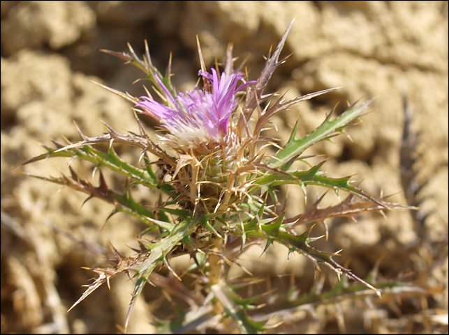 Atractylis humilis 28