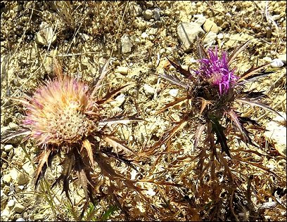 Atractylis humilis 29