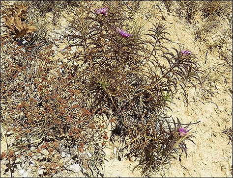 Atractylis humilis 3