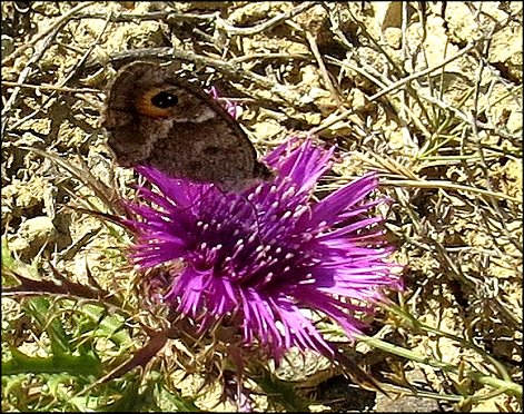 Atractylis humilis 30