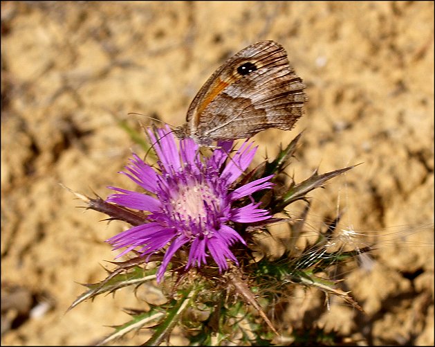 Atractylis humilis 31