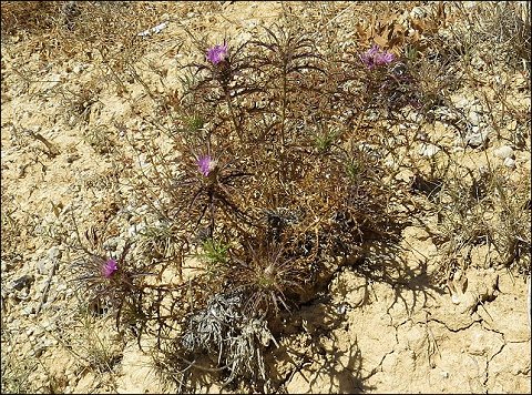 Atractylis humilis 4