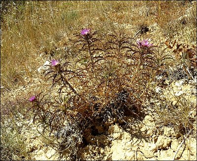 Atractylis humilis 5