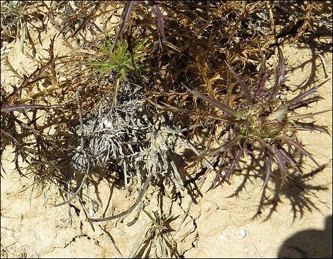 Atractylis humilis 6