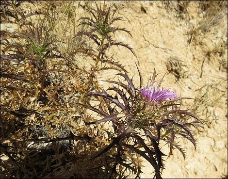 Atractylis humilis 7