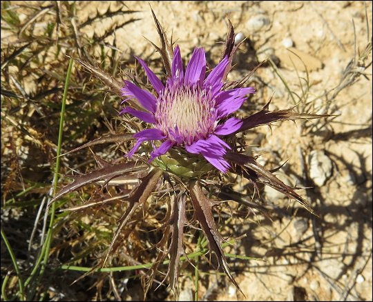 Atractylis humilis 8