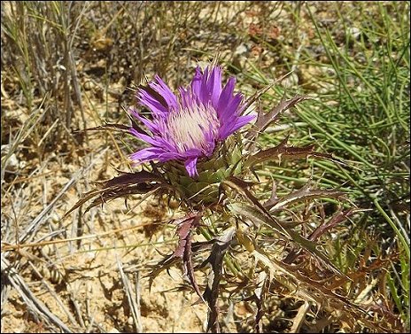 Atractylis humilis 9