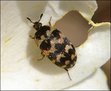 Attagenus trifasciatus