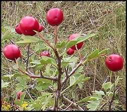 Aubpine
