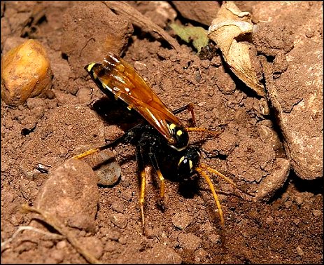 Batozonellus lacerticida 1