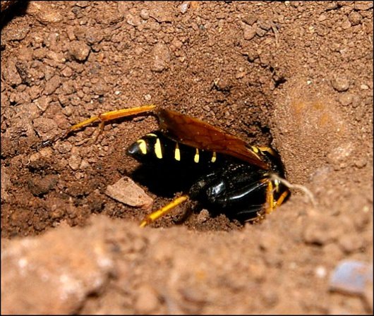 Batpzonellus lacerticida 10