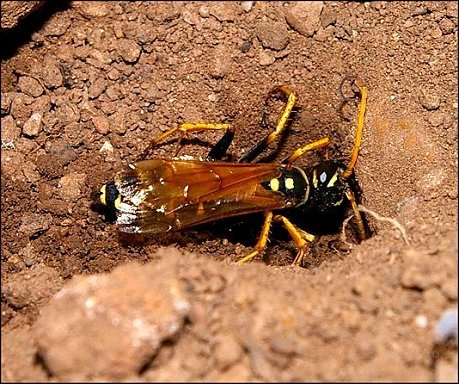 Batozonellus lacerticida 11