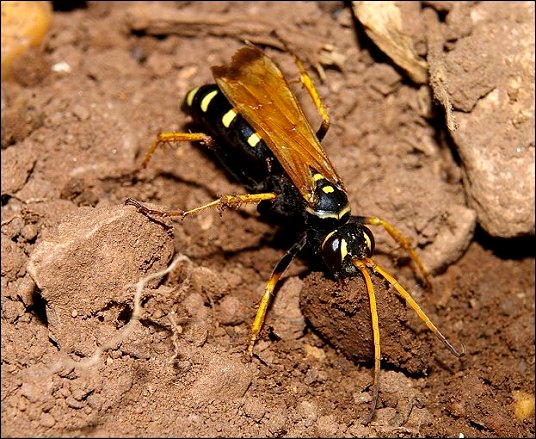 Batozonellus lacerticida 12