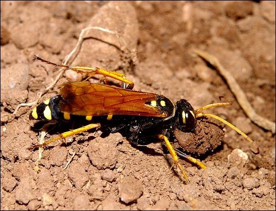 Batozonellus lacerticida 13